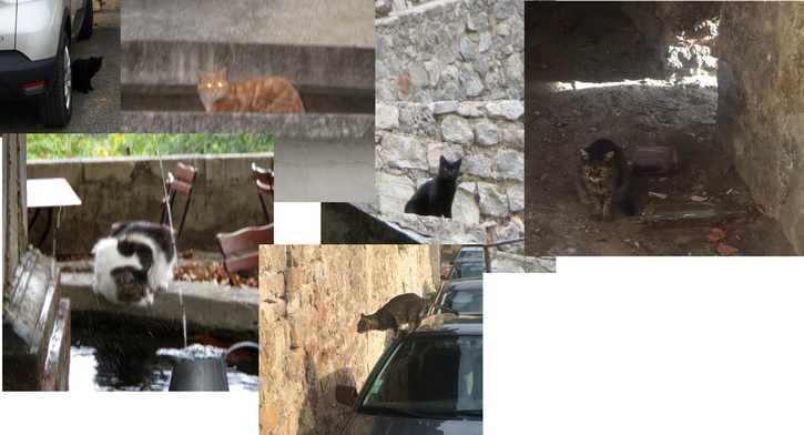 cats