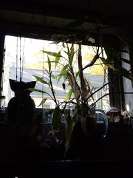 windowView
